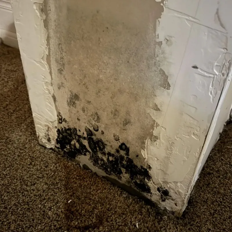 Professional Mold Removal in Hamilton County, IL